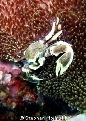 Anemone Crab.  Canon G7, built-in-flash.   by Stephen Holinski 